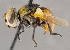  (Gymnosoma fuliginosum - CNC852578)  @11 [ ] No Rights Reserved (2020) Unspecified Canadian National Collection of Insects, Arachnids and Nematodes