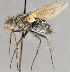  (Mochlosoma sp. JO1 - CNC852593)  @11 [ ] No Rights Reserved (2020) Unspecified Canadian National Collection of Insects, Arachnids and Nematodes