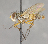  ( - CNC852596)  @11 [ ] No Rights Reserved (2020) Unspecified Canadian National Collection of Insects, Arachnids and Nematodes