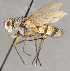  ( - CNC852601)  @11 [ ] No Rights Reserved (2020) Unspecified Canadian National Collection of Insects, Arachnids and Nematodes