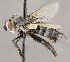  (Metaplagia sp. JO1 - CNC852612)  @11 [ ] No Rights Reserved (2020) Unspecified Canadian National Collection of Insects, Arachnids and Nematodes