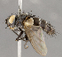  (Vibrissina hylotomae - CNC852637)  @11 [ ] No Rights Reserved (2020) Unspecified Canadian National Collection of Insects, Arachnids and Nematodes