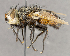  (Peleteria sp. JO1 - CNC852678)  @11 [ ] No Rights Reserved (2020) Unspecified Canadian National Collection of Insects, Arachnids and Nematodes