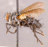  (Neomintho sp. BR1 - CNC856349)  @11 [ ] No rights reserved (2022) Unspecified Canadian National Collection of Insects, Arachnids and Nematodes