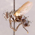  (Neomintho sp. BR3 - CNC856372)  @11 [ ] No rights reserved (2022) Unspecified Canadian National Collection of Insects, Arachnids and Nematodes