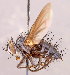  (Neomintho sp. VEN1 - CNC857288)  @11 [ ] No rights reserved (2022) Unspecified Canadian National Collection of Insects, Arachnids and Nematodes