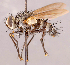  (Neomintho sp. CR3 - CNC857310)  @11 [ ] No rights reserved (2022) Unspecified Canadian National Collection of Insects, Arachnids and Nematodes