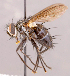  (Neomintho sp. CR2 - CNC857324)  @11 [ ] No rights reserved (2022) Unspecified Canadian National Collection of Insects, Arachnids and Nematodes