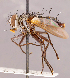  (Neomintho sp. BR4 - CNC857369)  @11 [ ] No rights reserved (2022) Unspecified Canadian National Collection of Insects, Arachnids and Nematodes