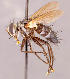  (Neomintho sp. COL1 - CNC857379)  @11 [ ] No rights reserved (2022) Unspecified Canadian National Collection of Insects, Arachnids and Nematodes
