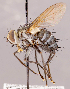  (Neomintho sp. CR6 - CNC857401)  @11 [ ] No rights reserved (2022) Unspecified Canadian National Collection of Insects, Arachnids and Nematodes