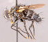  ( - CNC857419)  @11 [ ] No rights reserved (2022) Unspecified Canadian National Collection of Insects, Arachnids and Nematodes