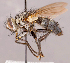  (Neomintho sp. MEX1 - CNC857428)  @11 [ ] No rights reserved (2022) Unspecified Canadian National Collection of Insects, Arachnids and Nematodes