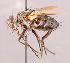  (Neomintho sp. CR9 - CNC857439)  @11 [ ] No rights reserved (2022) Unspecified Canadian National Collection of Insects, Arachnids and Nematodes