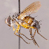 (Neomintho sp. BOL2 - CNC857440)  @11 [ ] No rights reserved (2022) Unspecified Canadian National Collection of Insects, Arachnids and Nematodes