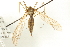  (Prionocera ominosa - CNC DIPTERA 192229)  @13 [ ] CreativeCommons - Attribution (2012) CNC/CBG Photography Group Centre for Biodiversity Genomics