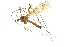  ( - CNC DIPTERA 192246)  @13 [ ] CreativeCommons - Attribution (2012) CNC/CBG Photography Group Centre for Biodiversity Genomics