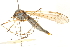  ( - CNC DIPTERA 192254)  @11 [ ] CreativeCommons - Attribution (2012) CNC/CBG Photography Group Centre for Biodiversity Genomics
