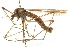  ( - CNC DIPTERA 192255)  @13 [ ] CreativeCommons - Attribution (2012) CNC/CBG Photography Group Centre for Biodiversity Genomics