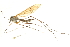  ( - CNC DIPTERA 192260)  @11 [ ] CreativeCommons - Attribution (2012) CNC/CBG Photography Group Centre for Biodiversity Genomics