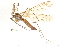  ( - CNC DIPTERA 192267)  @11 [ ] CreativeCommons - Attribution (2012) CNC/CBG Photography Group Centre for Biodiversity Genomics