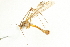 ( - CNC DIPTERA 192305)  @13 [ ] CreativeCommons - Attribution (2012) CNC/CBG Photography Group Centre for Biodiversity Genomics
