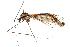  ( - CNC DIPTERA 192320)  @12 [ ] CreativeCommons - Attribution (2012) CNC/CBG Photography Group Centre for Biodiversity Genomics