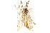  ( - CNC DIPTERA 192322)  @12 [ ] CreativeCommons - Attribution (2012) CNC/CBG Photography Group Centre for Biodiversity Genomics