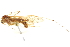  ( - CNC DIPTERA 192323)  @11 [ ] CreativeCommons - Attribution (2012) CNC/CBG Photography Group Centre for Biodiversity Genomics