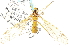  ( - CNC DIPTERA 192324)  @11 [ ] CreativeCommons - Attribution (2012) CNC/CBG Photography Group Centre for Biodiversity Genomics