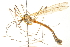  ( - CNC DIPTERA 192326)  @11 [ ] CreativeCommons - Attribution (2012) CNC/CBG Photography Group Centre for Biodiversity Genomics