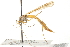  ( - CNC DIPTERA 192343)  @11 [ ] CreativeCommons - Attribution (2012) CNC/CBG Photography Group Centre for Biodiversity Genomics
