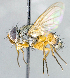  ( - CNC1381888)  @11 [ ] No Rights Reserved  Unspecified Canadian National Collection of Insects Arachnids and Nematodes