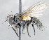  (Celatoria - CNC1381912)  @15 [ ] No Rights Reserved  Unspecified Canadian National Collection of Insects Arachnids and Nematodes