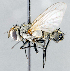  ( - CNC1381930)  @11 [ ] No Rights Reserved  Unspecified Canadian National Collection of Insects Arachnids and Nematodes