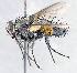 ( - CNC1381992)  @13 [ ] No Rights Reserved  Unspecified Canadian National Collection of Insects Arachnids and Nematodes
