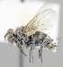  ( - CNC1382026)  @11 [ ] No Rights Reserved  Unspecified Canadian National Collection of Insects Arachnids and Nematodes