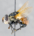  (Gymnosoma sp. MO2 - CNC1382058)  @14 [ ] No Rights Reserved  Unspecified Canadian National Collection of Insects Arachnids and Nematodes