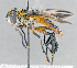  ( - CNC1382098)  @14 [ ] No Rights Reserved  Unspecified Canadian National Collection of Insects Arachnids and Nematodes