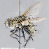  ( - CNC1382119)  @11 [ ] No Rights Reserved  Unspecified Canadian National Collection of Insects Arachnids and Nematodes
