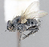  ( - CNC1382142)  @13 [ ] No Rights Reserved  Unspecified Canadian National Collection of Insects Arachnids and Nematodes