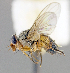  (Ceromya sp. MO1 - CNC1382143)  @14 [ ] No Rights Reserved  Unspecified Canadian National Collection of Insects Arachnids and Nematodes