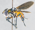  ( - CNC1382180)  @14 [ ] No Rights Reserved  Unspecified Canadian National Collection of Insects Arachnids and Nematodes