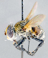  ( - CNC1382201)  @11 [ ] No Rights Reserved  Unspecified Canadian National Collection of Insects Arachnids and Nematodes