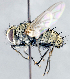  ( - CNC1382262)  @11 [ ] No Rights Reserved  Unspecified Canadian National Collection of Insects Arachnids and Nematodes