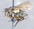  ( - CNC1382313)  @13 [ ] No Rights Reserved  Unspecified Canadian National Collection of Insects Arachnids and Nematodes