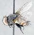  (Neoethilla - CNC1394271)  @11 [ ] No Rights Reserved  Unspecified Canadian National Collection of Insects Arachnids and Nematodes