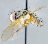  ( - CNC1394290)  @11 [ ] No Rights Reserved  Unspecified Canadian National Collection of Insects Arachnids and Nematodes