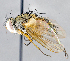  (Anisia sp. MO3 - CNC1394291)  @11 [ ] No Rights Reserved  Unspecified Canadian National Collection of Insects Arachnids and Nematodes