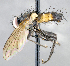  ( - CNC1394298)  @13 [ ] No Rights Reserved  Unspecified Canadian National Collection of Insects Arachnids and Nematodes